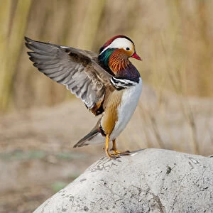 Beijing, China; Male Mandarin Duck flapping and drying wings on a rock