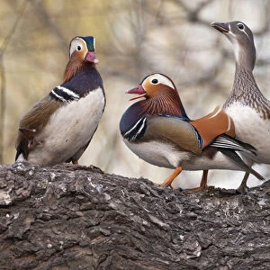 Beijing, China, Two males vying for a female Mandarin duck during breeding season