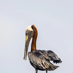 Belize, Ambergris Caye. Brown Pelican perched on top of a light pole