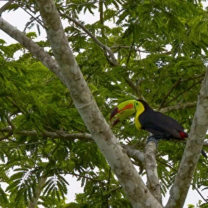 Belize, Central America. Keel-billed toucan