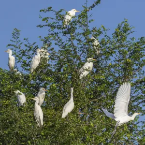 Belize, Crooked Tree Wildlife Sanctuary, Cattle Egrets (Bubulcus ibis)
