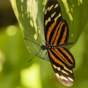 Belize, Green Hills Butterfly Ranch, Cayo, Tiger Heliconian (Heliconius ismenius