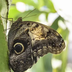 Belize, Green Hills Butterfly Ranch, Owl butterfly (Caligo martia) Belize, Green Hills Butterfly Ranch, Owl butterfly (Caligo martia)