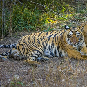 Bengal tigers, Bandhavgarh National Park, India