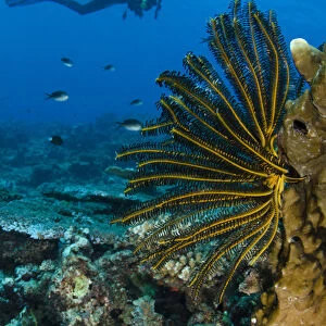 Bennetts Feather Star (Oxycomanthus bennetti), Rainbow Reef, Fiji. South Pacific