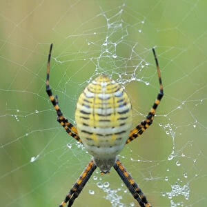 Biddeford, ME A garden spider (argiope) in its web. Arachnid class. In a field