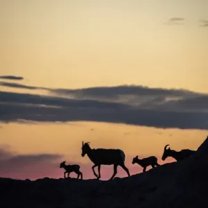 Bighorn ewes with lambs silhoutted against sunset sky in Badlands National Park, South Dakota