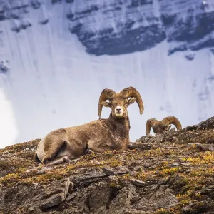Bighorn rams on Wilcox Ridge under Mount Athabasca, Jasper National Park, Alberta, Canada