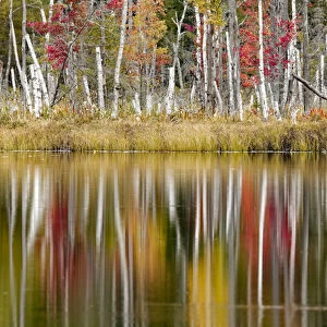 Birch trees and autumn colors reflected on Red Jack Lake, Hiawatha National Forest