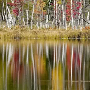 Birch trees and autumn colors reflected on Red Jack Lake, Hiawatha National Forest Birch trees and autumn colors reflected on Red Jack Lake, Hiawatha National Forest