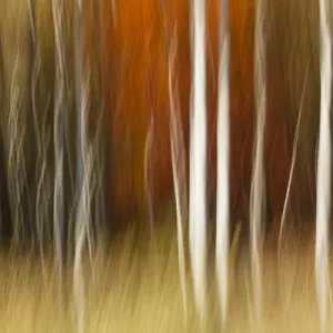 Birch Trees Autumn Print, Wisconsin Landscape Birch Trees Autumn Print, Wisconsin Landscape
