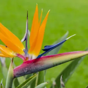 Bird of paradise flower Print, Waimea Valley Audubon Park Bird of paradise flower Print, Waimea Valley Audubon Park