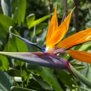 Bird of Paradise (Stelitzia reginae) in Na `Aina Kai Botanical Gardens & Sculpture Park Bird of Paradise (Stelitzia reginae) in Na `Aina Kai Botanical Gardens & Sculpture Park