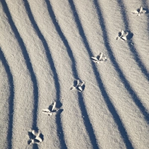 Bird tracks in sand at White Sands National Monument in New Mexico