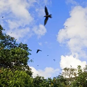 Birds on Fregate Island