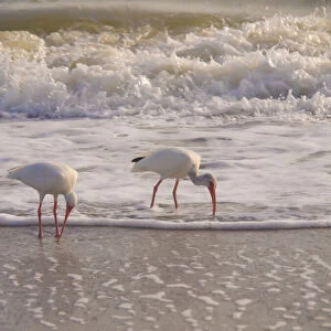 Birds Wading in the Surf on Sanibel Island Beach, Florida, USA