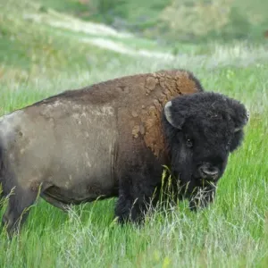 Bison (Bison bison) grazing in grassland, Theodore Roosevelt National Park, North Dakota