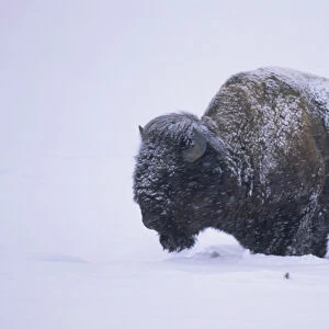 Bison (Bison bison) in snowstorm, Yellowstone NP, WY