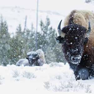 Bison Bulls, winter landscape