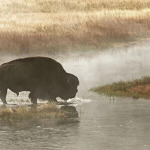 Bison on foggy morning along Madison River, Yellowstone National Park, Montana / Wyoming