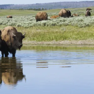 Bison Herd