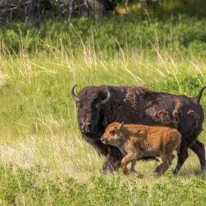 Bison herd with calves in Custer State Park, South Dakota, USA