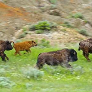 Bison herd on the run at Theodore Rooosevelt National Park, North Dakota, USA