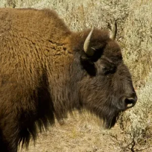 bison profile, Lamar Valley, Yellowstone National Park, Wyoming, USA