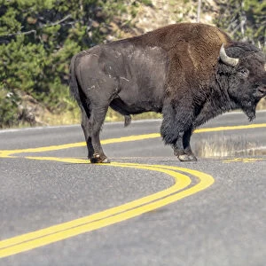 Bison on road. Yellowstone National Park Wyoming