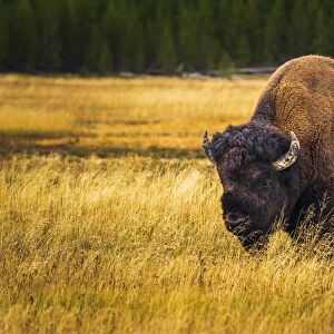Bison, Yellowstone National Park, Wyoming, USA