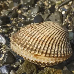 Bivalve, Auke Bay, Alaska Bivalve, Auke Bay, Alaska