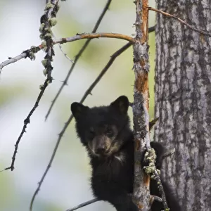 Black Bear Cub Climbing