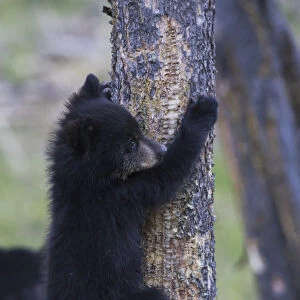Black bear cub climbing to safety