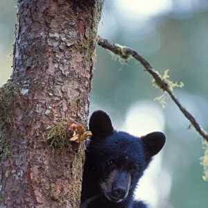 black bear, Ursus americanus, cub in a tree along Anan Creek, Tongass National Forest