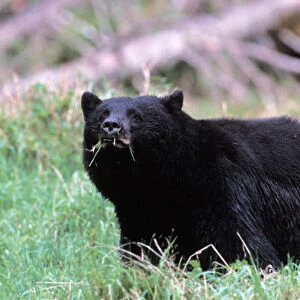 black bear, Ursus americanus, eating grass in the rainforest, Olympic National Park