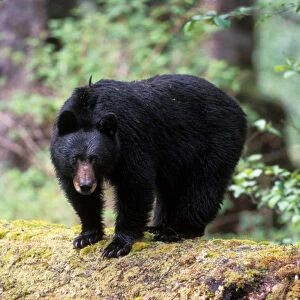 black bear, Ursus americanus, on an old growth log in the rainforest, Olympic National Park