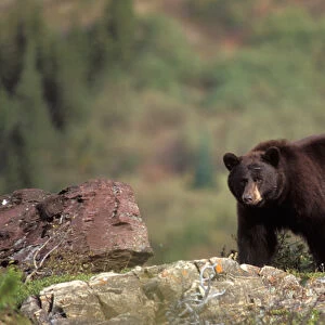 Black bear, Ursus americanus, reddish color, Glacier National Park, Montana