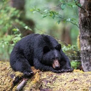 black bear, Ursus americanus, resting on an old growth log in the rainforest, Olympic National Park