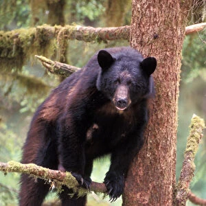 black bear, Ursus americanus, sow in tree scratching her back, Anan Creek, Tongass National Forest