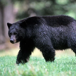 black bear, Ursus americanus, walking in the rainforest, Olympic National Park, Olympic Peninsula
