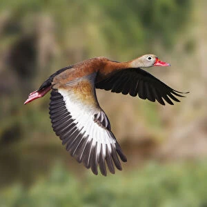 Black-bellied whistling duck flying, South Padre Island, Texas