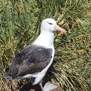Black-browed albatross or black-browed mollymawk (Thalassarche melanophris)