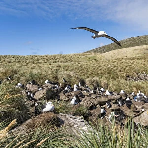 Black-browed albatross or black-browed mollymawk (Thalassarche melanophris). Rockhopper Penguin