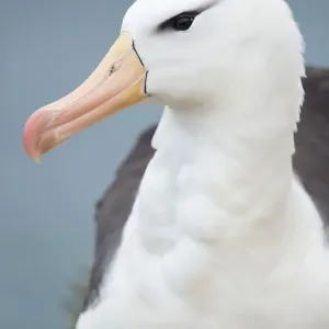 Schwarzkragen-Albatrige, Falklandsinseln Schwarzkragen-Albatrige, Falklandsinseln