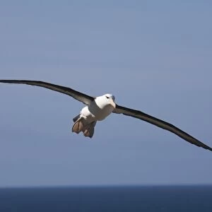 A Black-browed albatross sores around the largest colony of black-browed albatross in the world