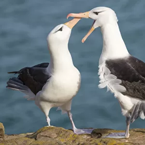 Black-browed albatross, typical courtship and greeting behavior, Falkland Islands