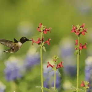 Black-chinned Hummingbird Print - Adult Male on Scarlet Betony