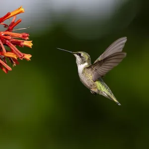 Black-chinned Hummingbird (Archilochus alexandri) feeding Black-chinned Hummingbird (Archilochus alexandri) feeding