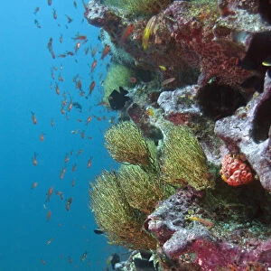 Black Coral (Antipathes sp. ) Central Isles GALAPAGOS ISLANDS ECUADOR. South