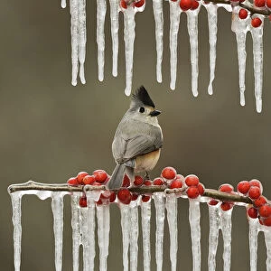 Black-crested Titmouse (Baeolophus bicolor), adult perched on icy branch of Possum Haw Holly